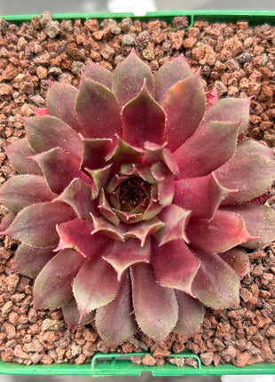 Sempervivum ‘Big Martin’