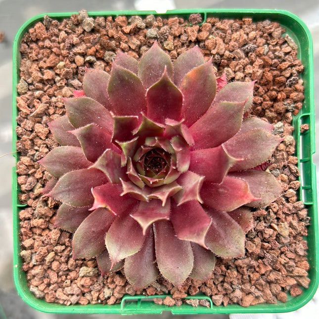 Sempervivum ‘Big Martin’
