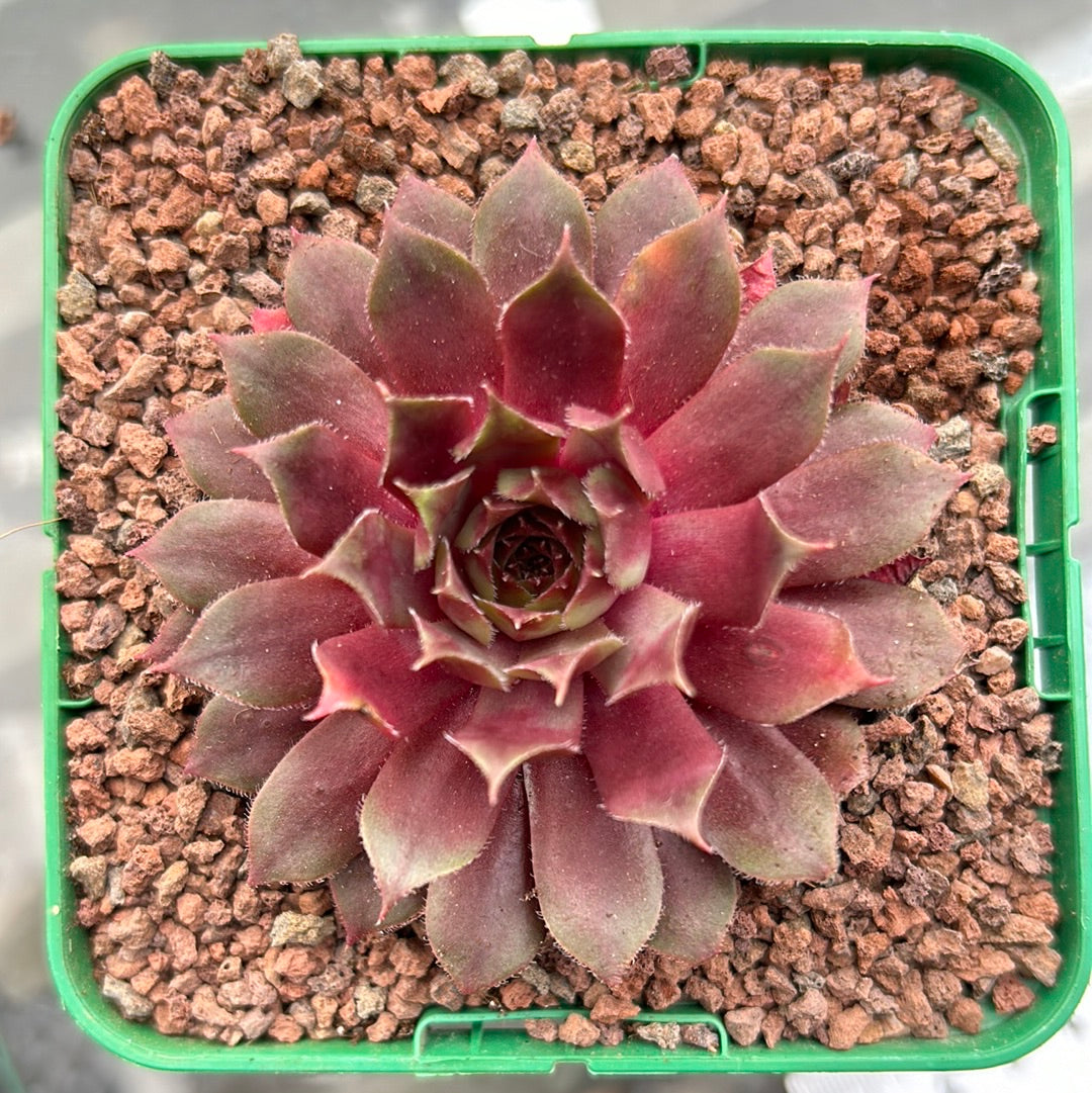 Sempervivum „Big Martin“