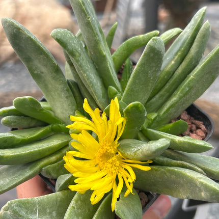 Glottiphyllum longum