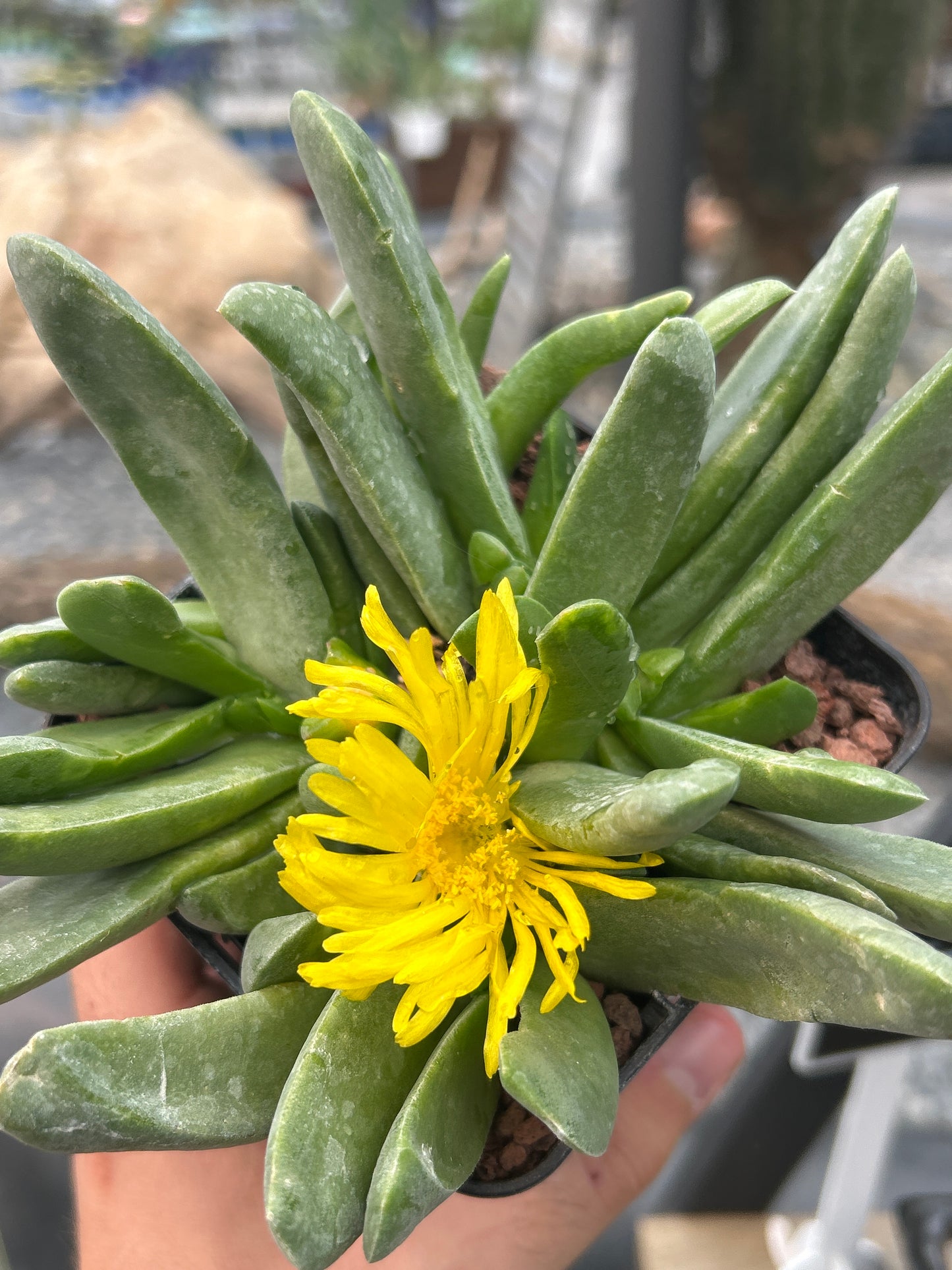 Glottiphyllum longum