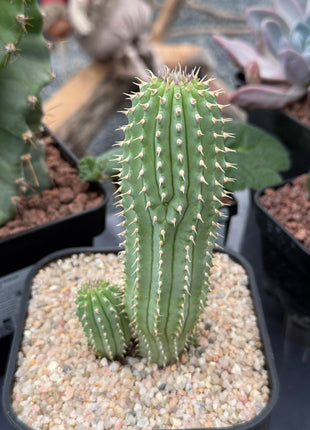 Hoodia gordonii