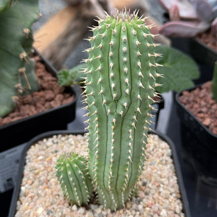 Hoodia gordonii