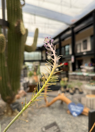 Merwilla plumbea