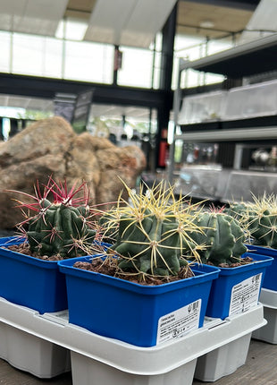 Desert PACK Ferocactus