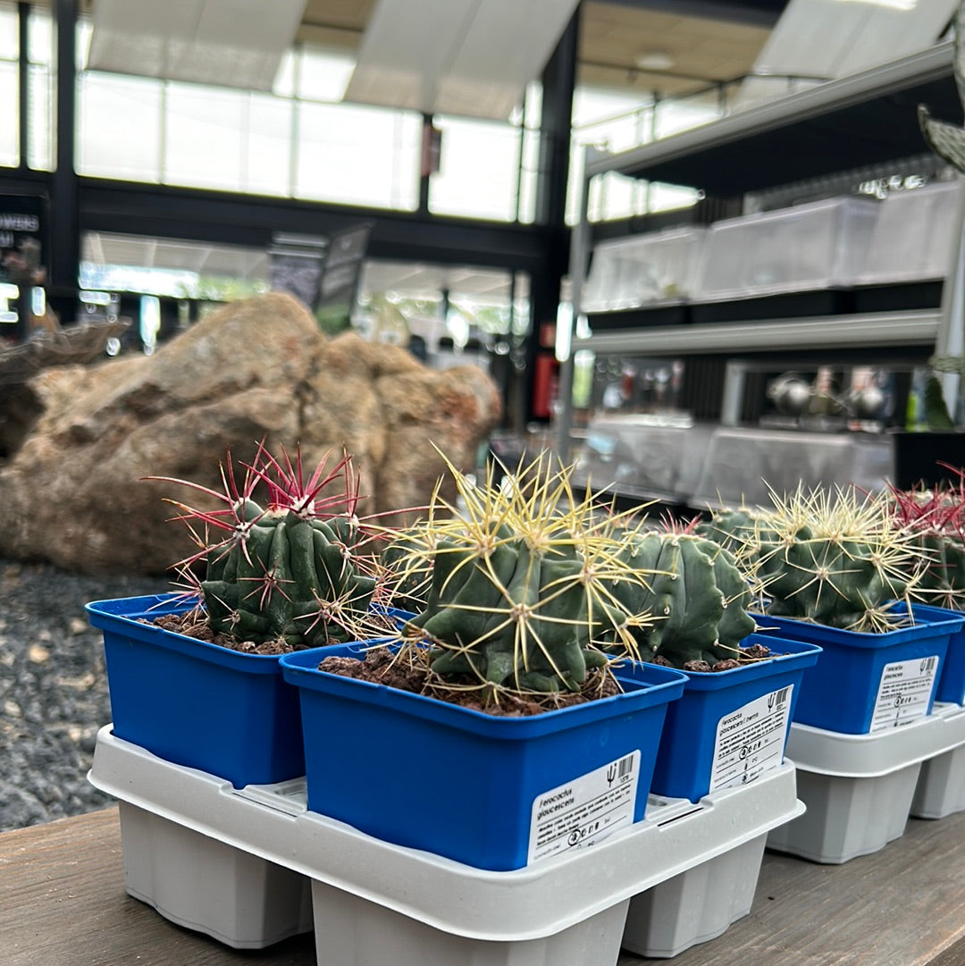 Desert PACKS Ferocactus