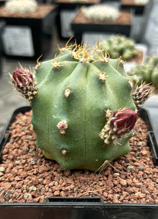 Echinocereus triglochidiatus f. inermis