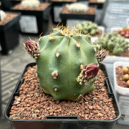 Echinocereus triglochidiatus f. inermis