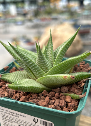 Haworthiopsis limifolia var. glaucophylla