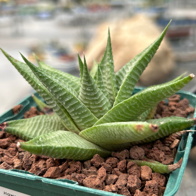 Haworthiopsis limifolia var. glaucophylla