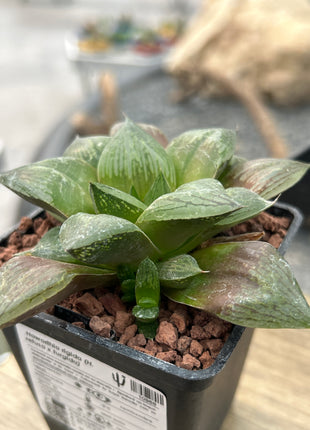 Haworthia 'Rigida'