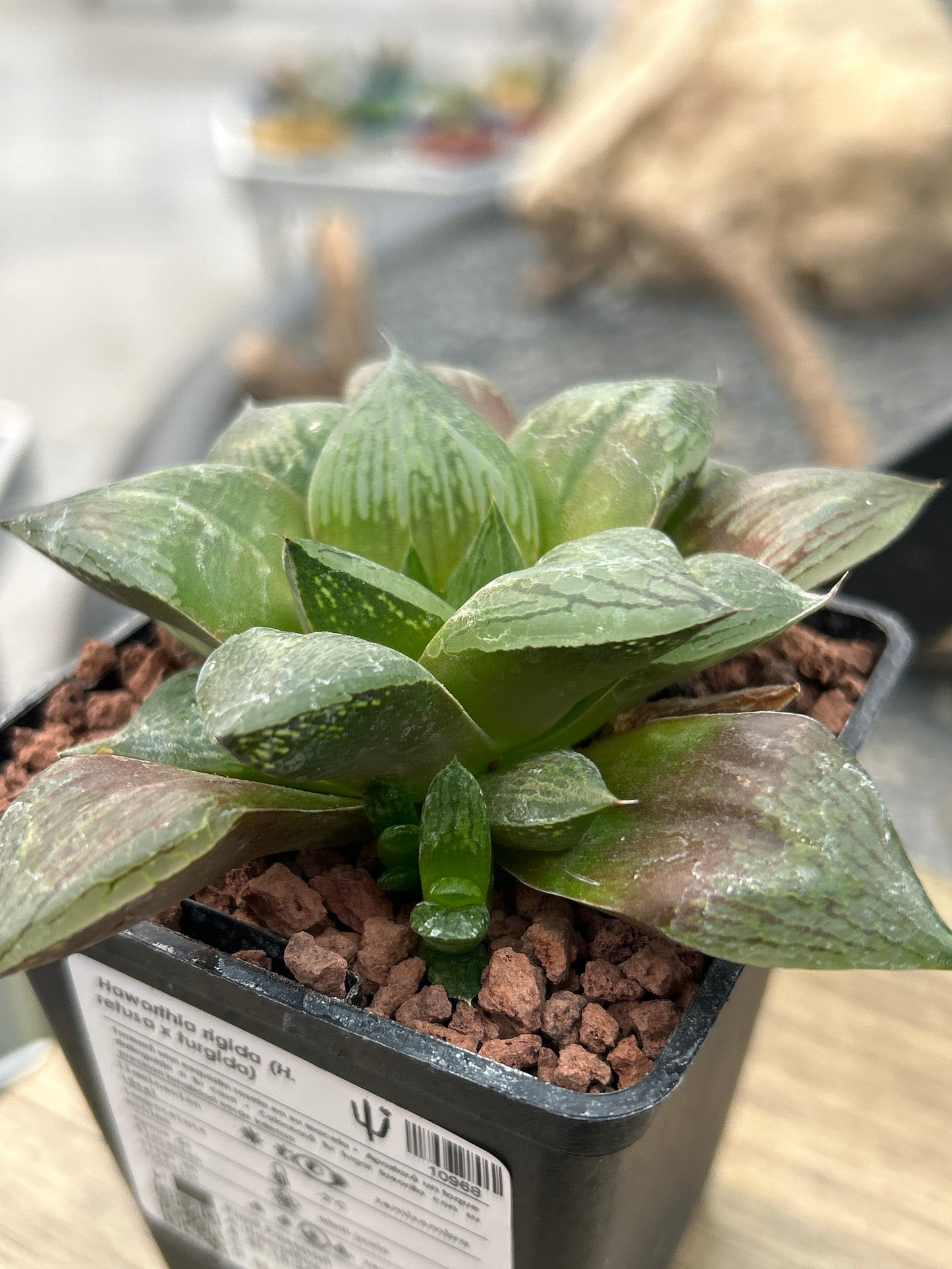 Haworthia 'Rigida'