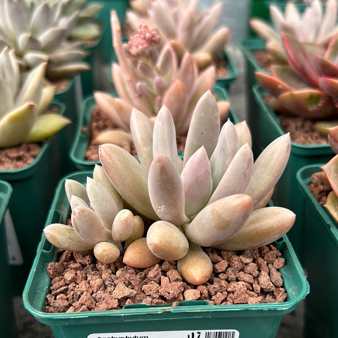 Pachyphytum wendermanii