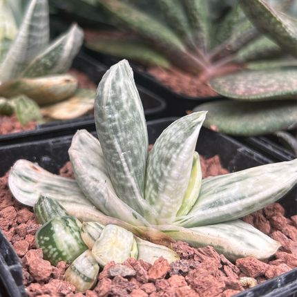 Gasteria Lebenslauf. Sakura Fuji