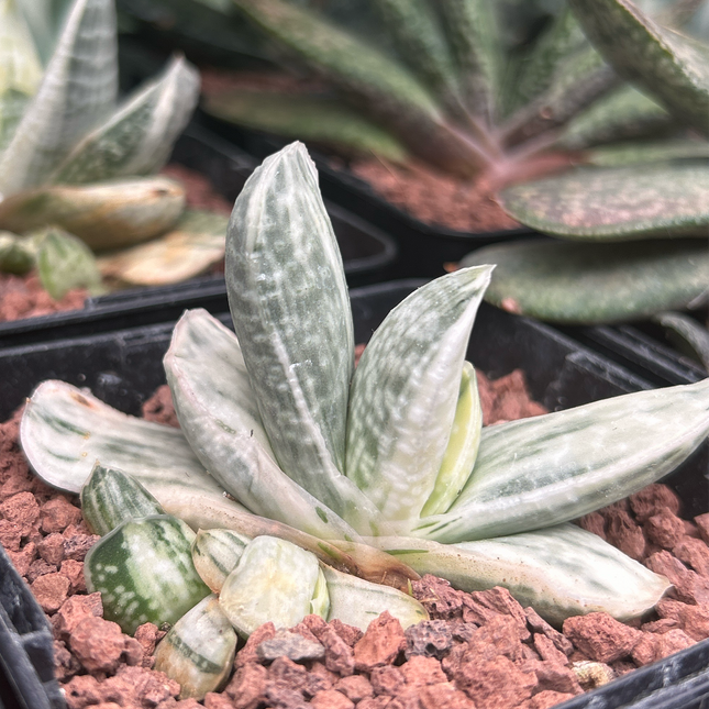 Gasteria cv. Sakura Fuji
