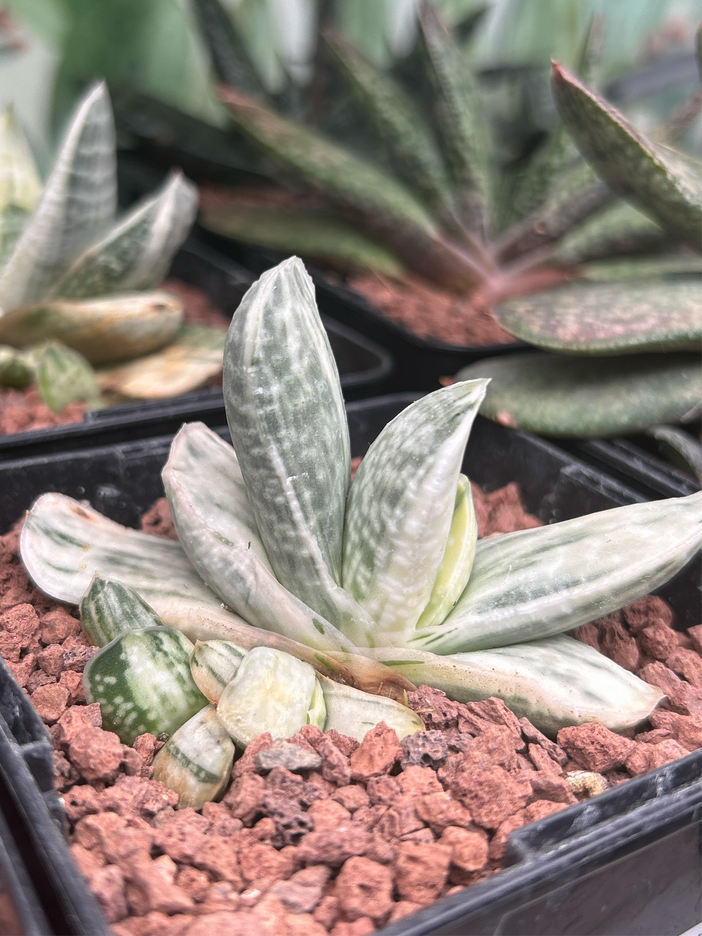 Gasteria Lebenslauf. Sakura Fuji