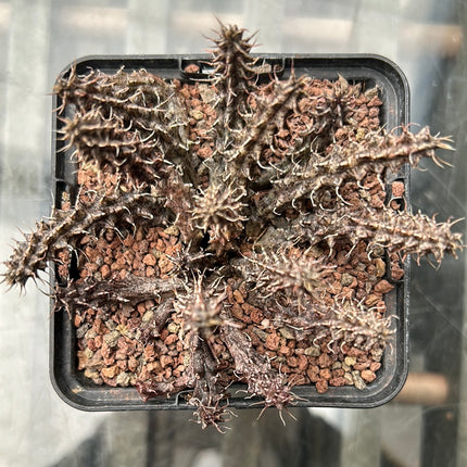 Huernia zebrina