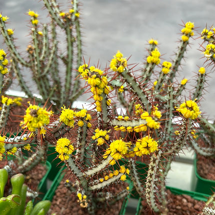 Euphorbia aeruginosa