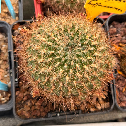 Weingartia kruegerae var. hoffmanniana