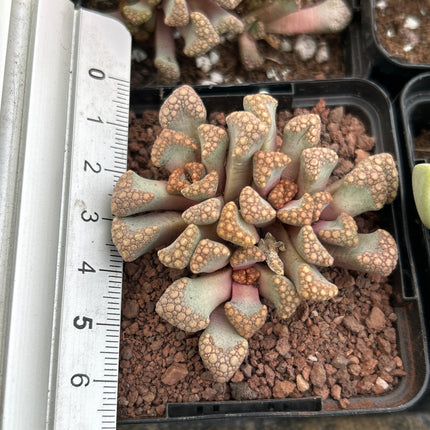 Titanopsis Hugo-schlechteri