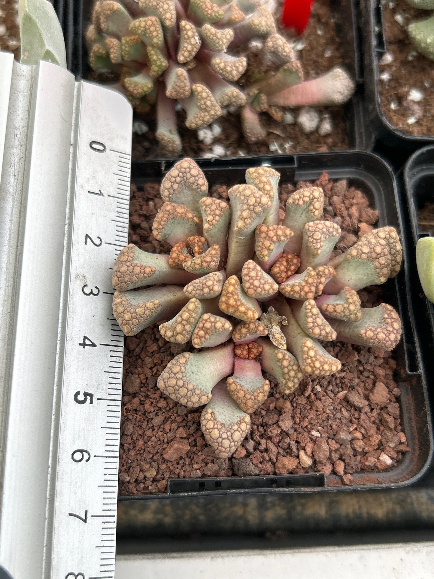 Titanopsis Hugo-schlechteri