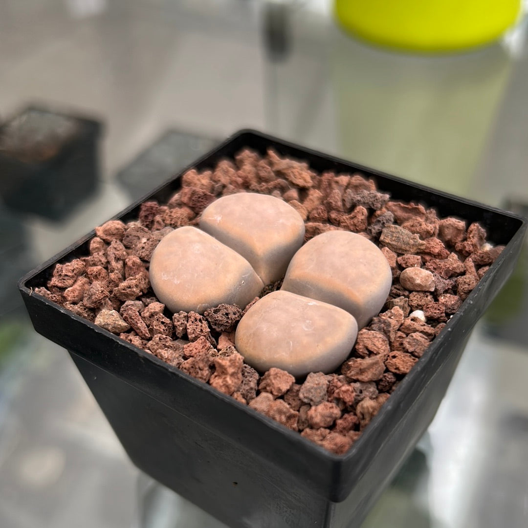 Lithops karasmontana opalina