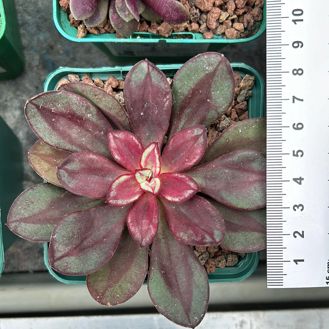 Echeveria nodulosa 'Beni-tsukasa'