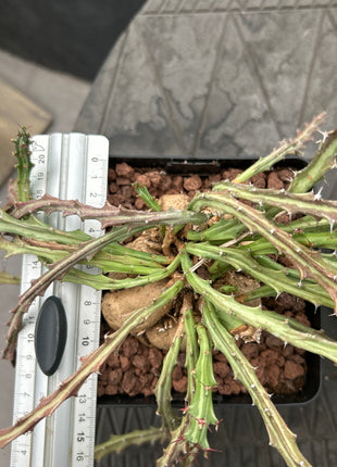 Euphorbia knuthii
