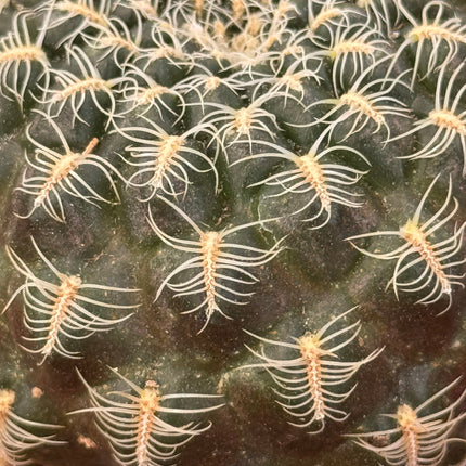 Weingartia gemmae subsp. gemmae