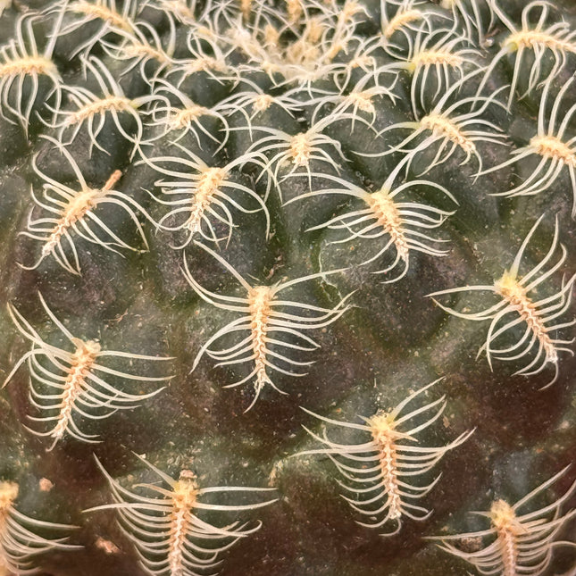 Weingartia gemmae subsp. gemmae | ex. Sulcorebutia gemmae