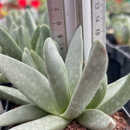 Cheiridopsis rostrata