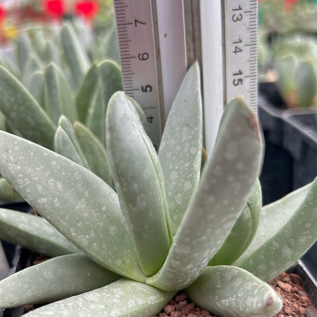 Cheiridopsis rostrata