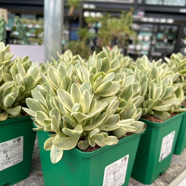 Crassula Money Maker f. variegata