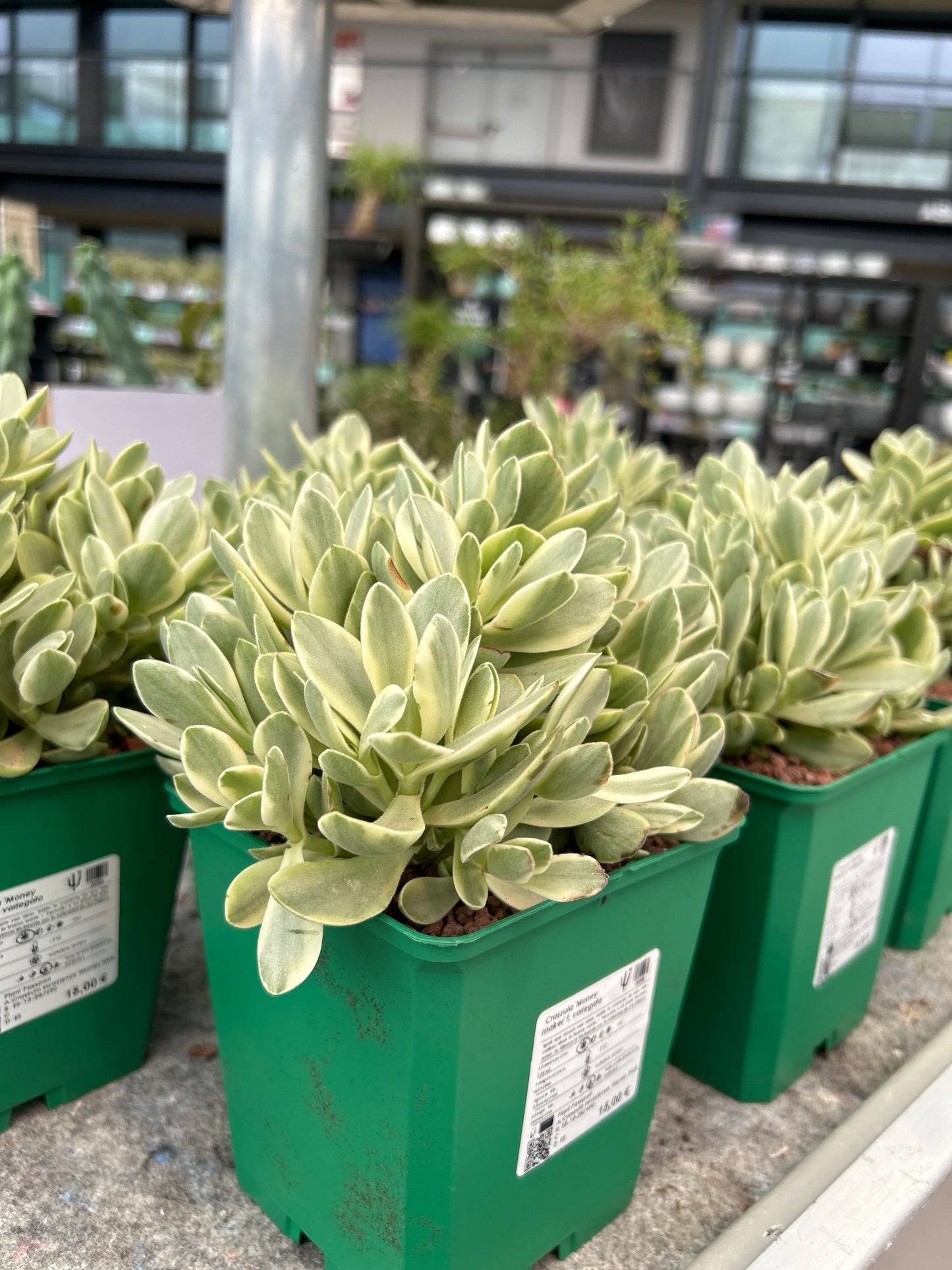 Crassula Money Maker f. variegata