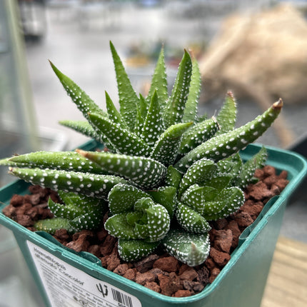 Haworthiopsis attenuata 'Concolor'