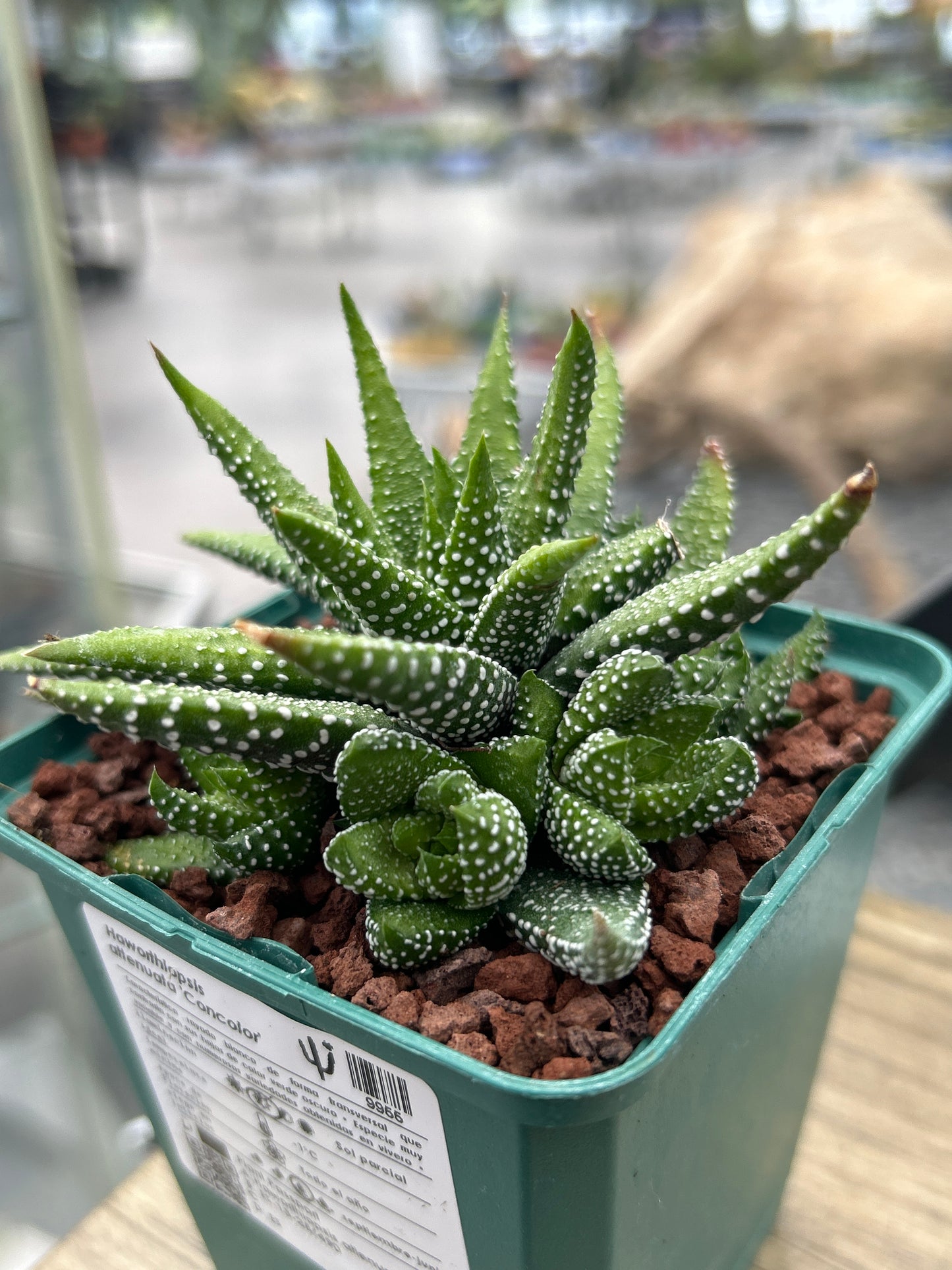 Haworthiopsis attenuata ‘Concolor’