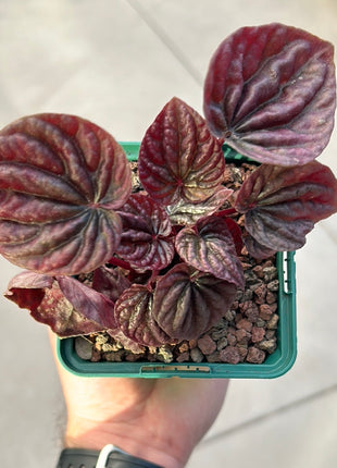 Peperomia ‘Red luna’