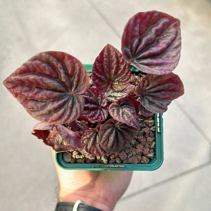 Peperomia ‘Red luna’