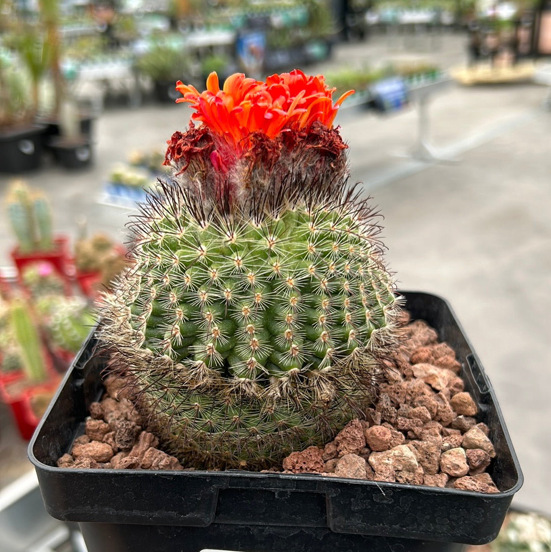 Notocactus fuscus