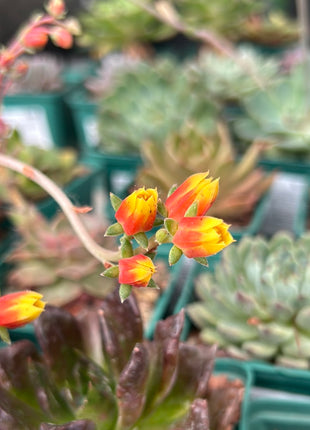 Echeveria 'Joan Daniel'