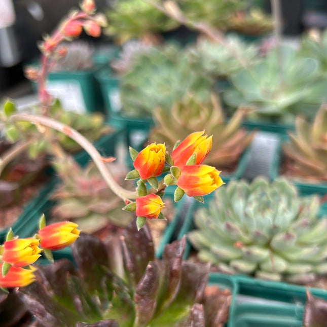 Echeveria 'Joan Daniel'