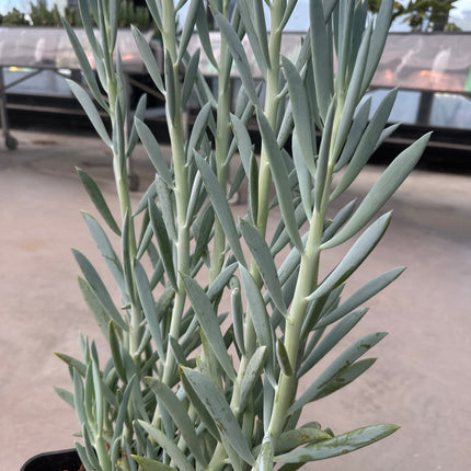 Senecio ficoides