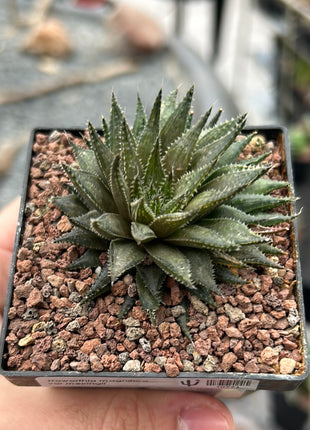 Haworthia meiringii
