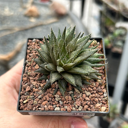 Haworthia meiringii