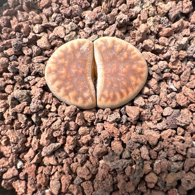 Lithops karasmontana subsp. karasmontana ‘Lateritia’