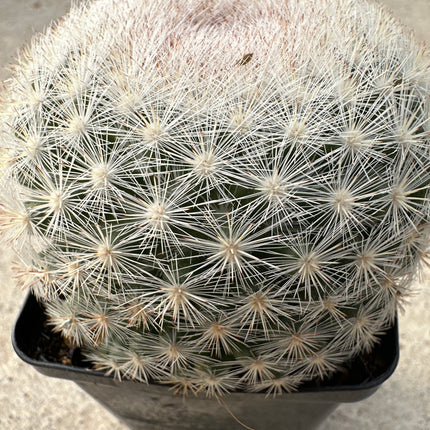 Mammillaria formosa subsp. microthele | Biznaga Corona de nieve