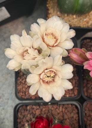 Gymnocalycium baldianum “Elige la Flor”