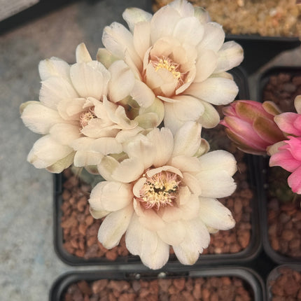 Gymnocalycium baldianum
