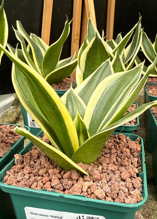 Dracaena (Sansevieria) hahnii „S“