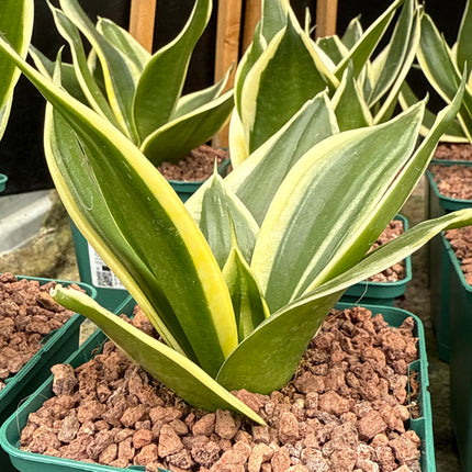 Dracaena 'Hahnii'